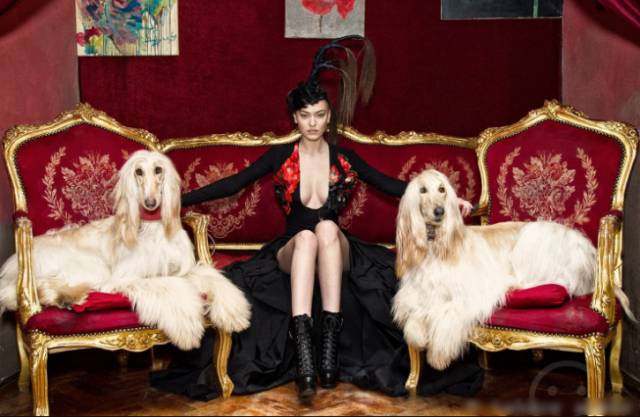 回顾 | 阿富汗猎犬为什么是今天的样子？-2.jpg