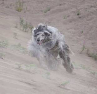 回顾 | 阿富汗猎犬为什么是今天的样子？-15.jpg