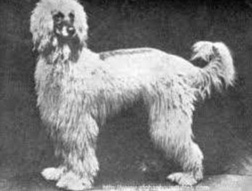 回顾 | 阿富汗猎犬为什么是今天的样子？-16.jpg
