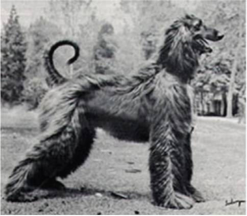 回顾 | 阿富汗猎犬为什么是今天的样子？-21.jpg
