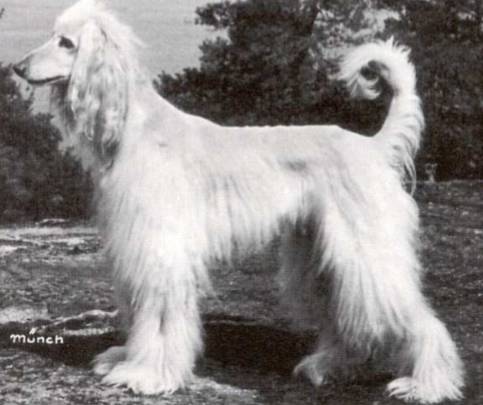 回顾 | 阿富汗猎犬为什么是今天的样子？-20.jpg