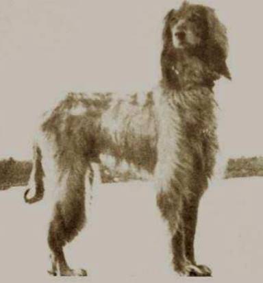 回顾 | 阿富汗猎犬为什么是今天的样子？-18.jpg
