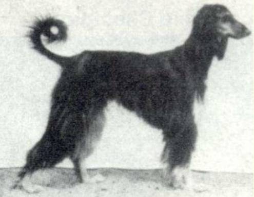 回顾 | 阿富汗猎犬为什么是今天的样子？-19.jpg