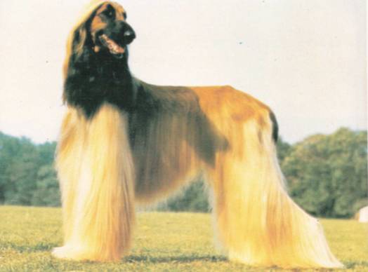 回顾 | 阿富汗猎犬为什么是今天的样子？-25.jpg