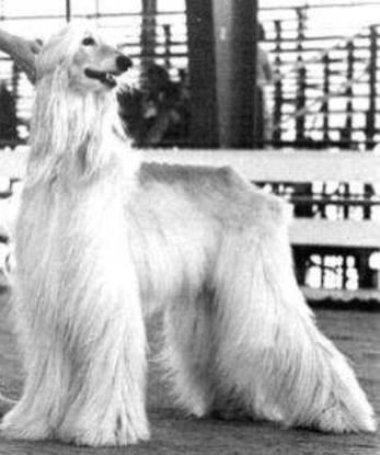 回顾 | 阿富汗猎犬为什么是今天的样子？-23.jpg