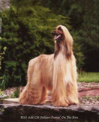 回顾 | 阿富汗猎犬为什么是今天的样子？-26.jpg