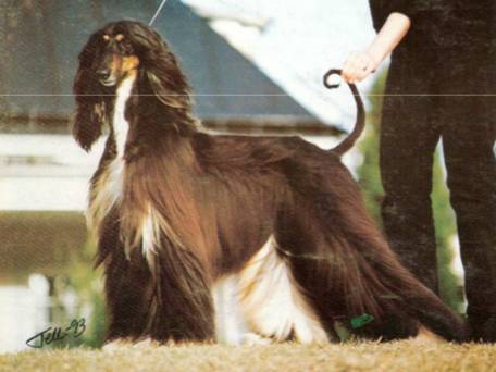 回顾 | 阿富汗猎犬为什么是今天的样子？-27.jpg