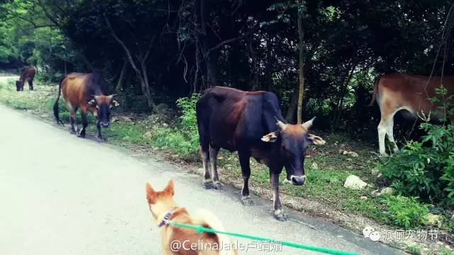 看完《战狼2》，我竟然觉得自己不如一只狗……-14.jpg