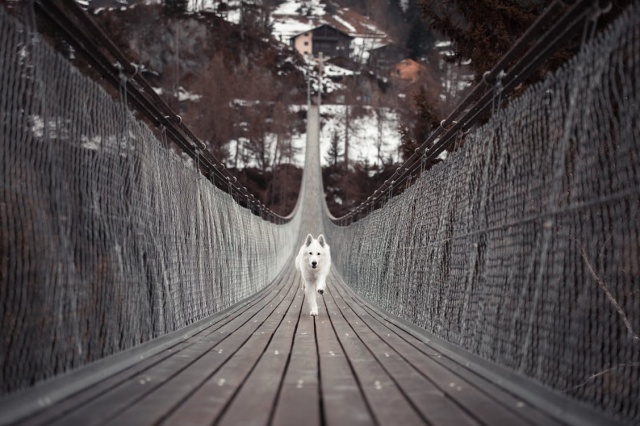 所有纯种犬都是近亲繁殖来的？-3.jpg