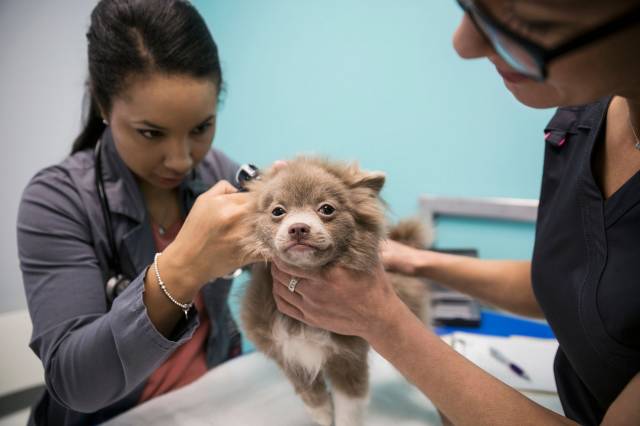 我想领养一只狗，最好是纯种犬-3.jpg