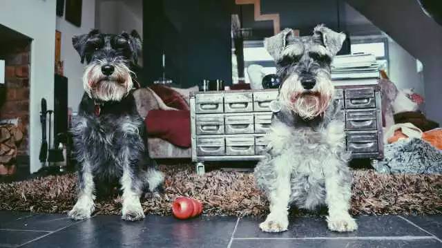 我想领养一只狗，最好是纯种犬-4.jpg