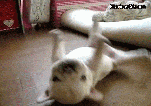 串串比纯种犬更健康吗？-1.gif