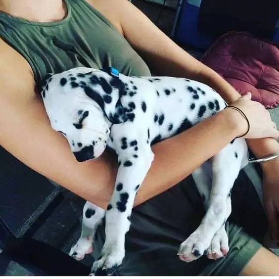小型犬更爱吃醋？-2.jpeg