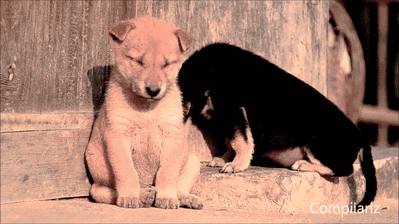 小型犬更爱吃醋？-3.gif
