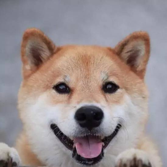 小型犬更爱吃醋？-4.jpeg