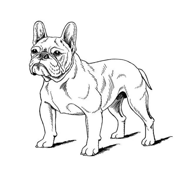 硬货 | 法国斗牛犬 FCI 标准中英对照版-1.jpeg