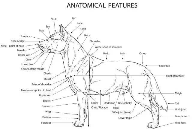 硬货 | 法国斗牛犬 FCI 标准中英对照版-2.jpeg