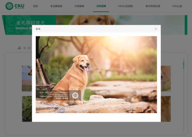 以下犬种照片将优先进入CKU新官网！-2.jpeg