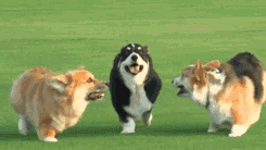 是的，2017亚洲杯犬展参赛名额仅剩?个席位-2.gif