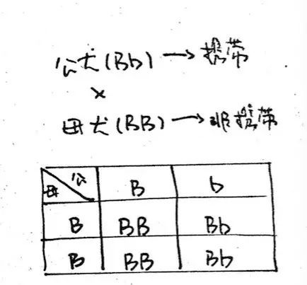 知道这个秘密的人，能预测幼犬颜色→-5.jpeg
