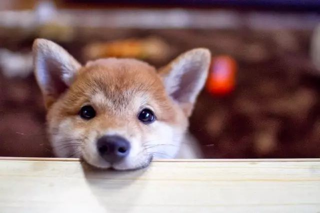 知道这个秘密的人，能预测幼犬颜色→-3.jpeg