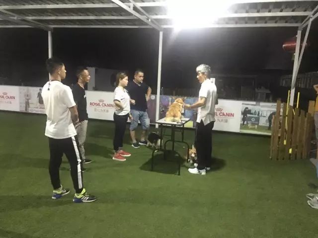 2017 CKU牵犬师精英实训课程 时老师分享最专业的柯基繁殖经验-2.jpeg