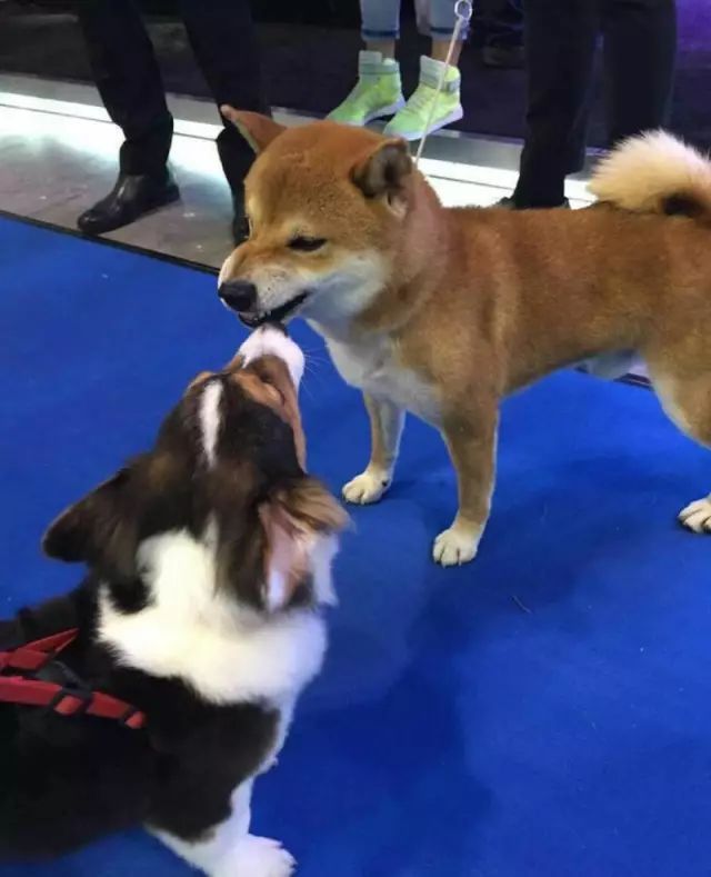劲爆好消息！FCI亚洲杯犬展即将开展！更让人兴奋的是......-7.jpeg