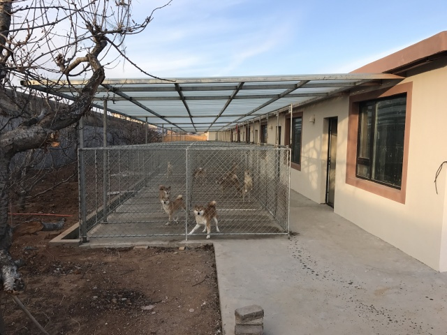 犬舍推荐 | 用心繁育最优质的柴宝宝-4.jpeg