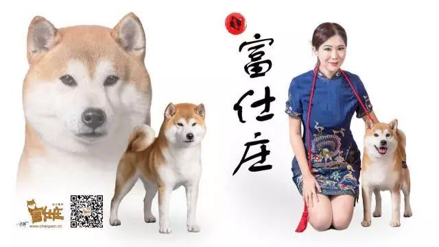 犬舍推荐 | 用心繁育最优质的柴宝宝-2.jpeg