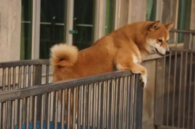 犬舍推荐 | 用心繁育最优质的柴宝宝-8.jpeg