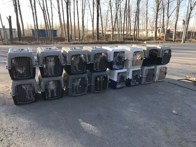 犬舍推荐 | 用心繁育最优质的柴宝宝-5.jpeg