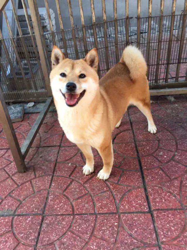 犬舍推荐 | 用心繁育最优质的柴宝宝-10.jpeg