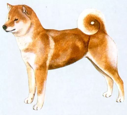 别再问：我家柴犬纯吗？自己看吧-1.jpeg