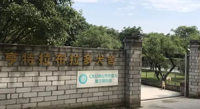 犬舍推荐 | 为每个家庭提供高品质的拉布拉多犬-3.jpeg
