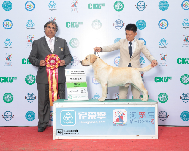 犬舍推荐 | 为每个家庭提供高品质的拉布拉多犬-1.jpeg