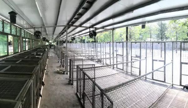 犬舍推荐 | 为每个家庭提供高品质的拉布拉多犬-6.jpeg