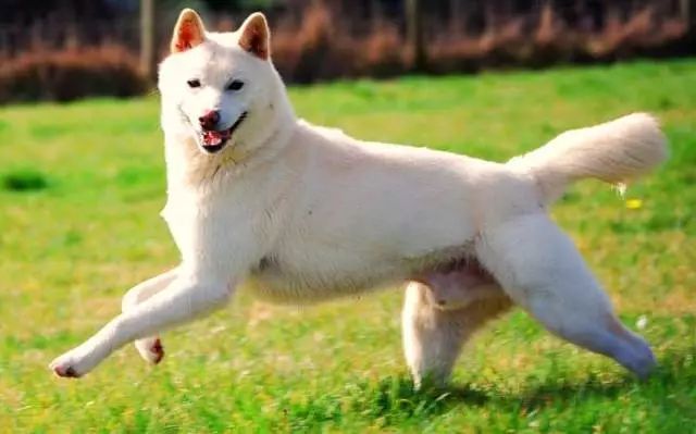 中国土狗和日本柴犬比，输在哪里？-4.jpeg