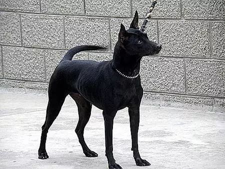 中国土狗和日本柴犬比，输在哪里？-3.jpeg