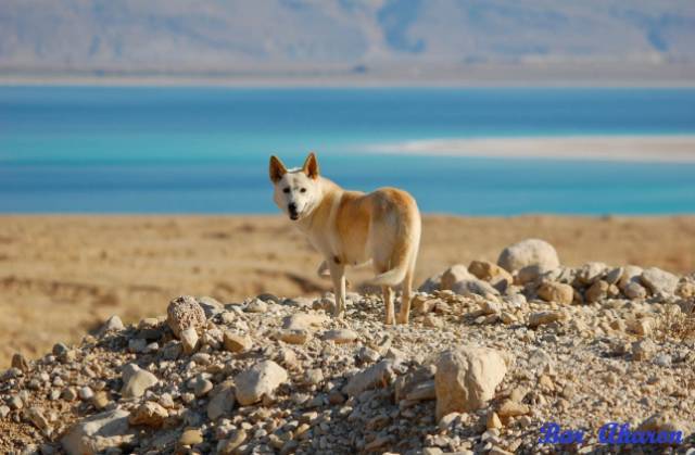 中国土狗和日本柴犬比，输在哪里？-6.jpeg