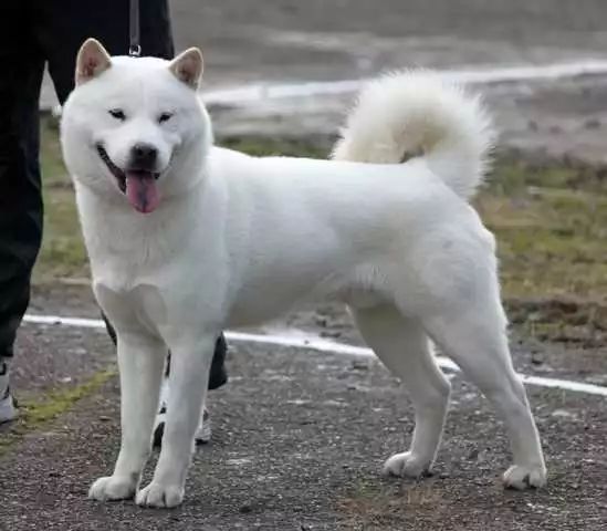 中国土狗和日本柴犬比，输在哪里？-5.jpeg