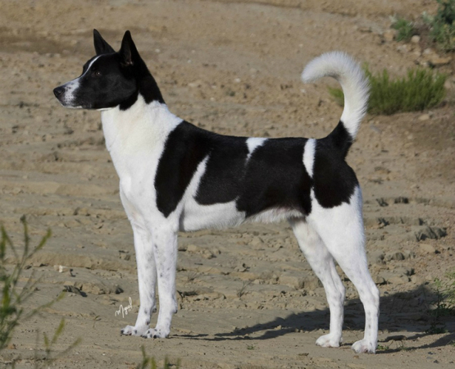 中国土狗和日本柴犬比，输在哪里？-7.jpeg