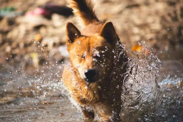 中国土狗和日本柴犬比，输在哪里？-10.jpeg