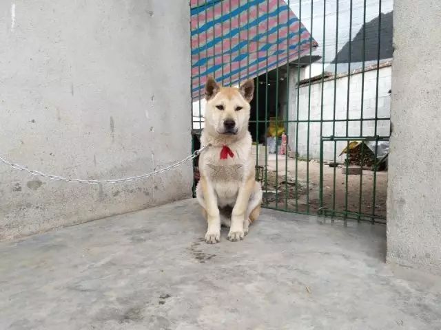 中国土狗和日本柴犬比，输在哪里？-11.jpeg