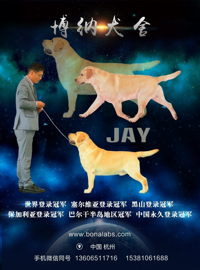 犬舍推荐 | 拉布拉多，最暖人的家庭伴侣犬-3.jpeg
