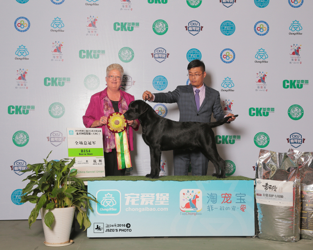 犬舍推荐 | 拉布拉多，最暖人的家庭伴侣犬-4.jpeg