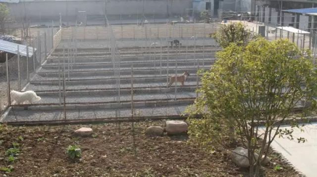 犬舍推荐 | 拉布拉多，最暖人的家庭伴侣犬-6.jpeg