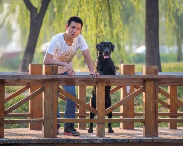 犬舍推荐 | 拉布拉多，最暖人的家庭伴侣犬-11.jpeg