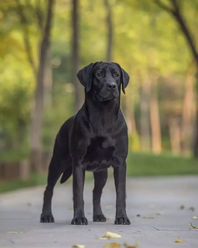 犬舍推荐 | 拉布拉多，最暖人的家庭伴侣犬-12.jpeg