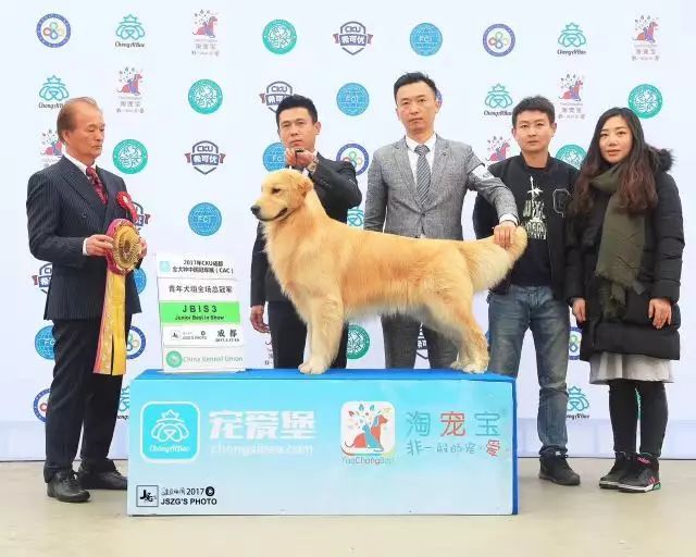 犬舍推荐 | 拉布拉多，最暖人的家庭伴侣犬-13.jpeg