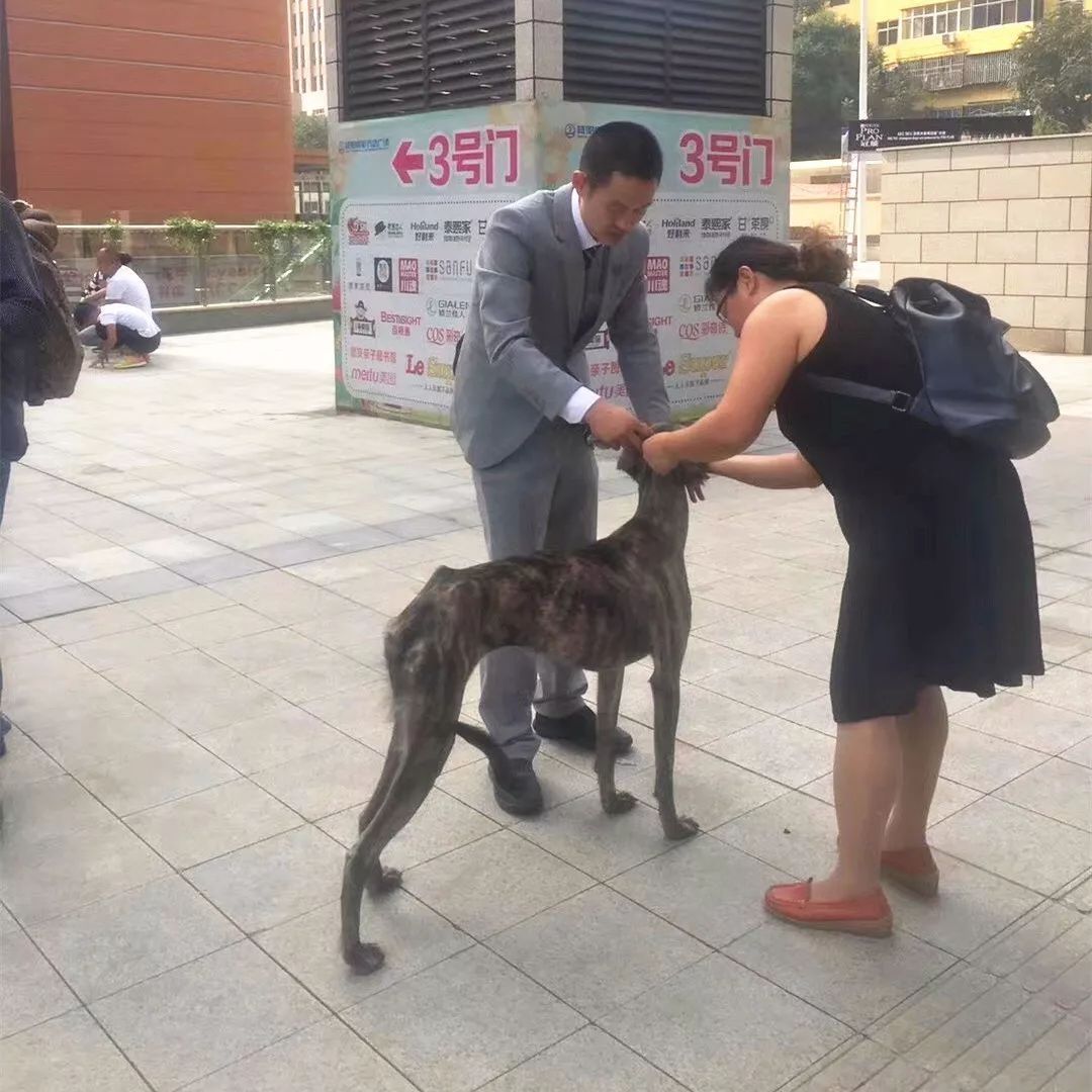 CKU首届中国原生犬 — 陕西细犬单独展完美落幕！-6.jpeg